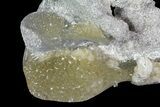 Partial Crystal Filled Fossil Whelk - Rucks Pit, FL #69065-2